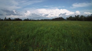 Grazing field middlefield